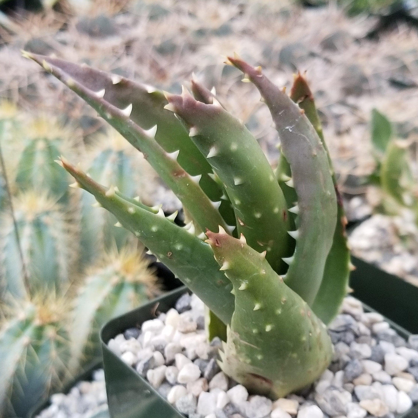 t rex succulent Aloe t-rex 4"Pot