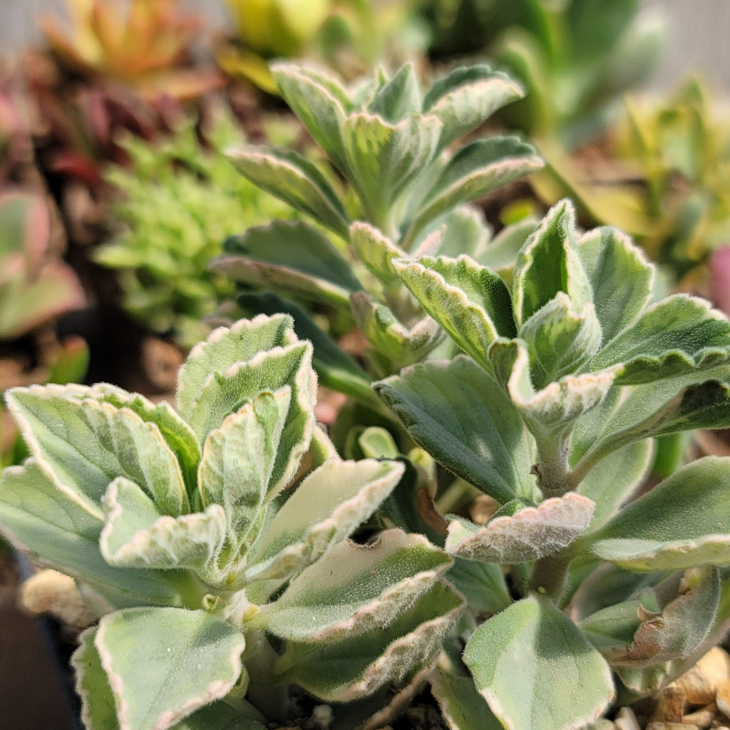 Plectranthus neochilus variegata
