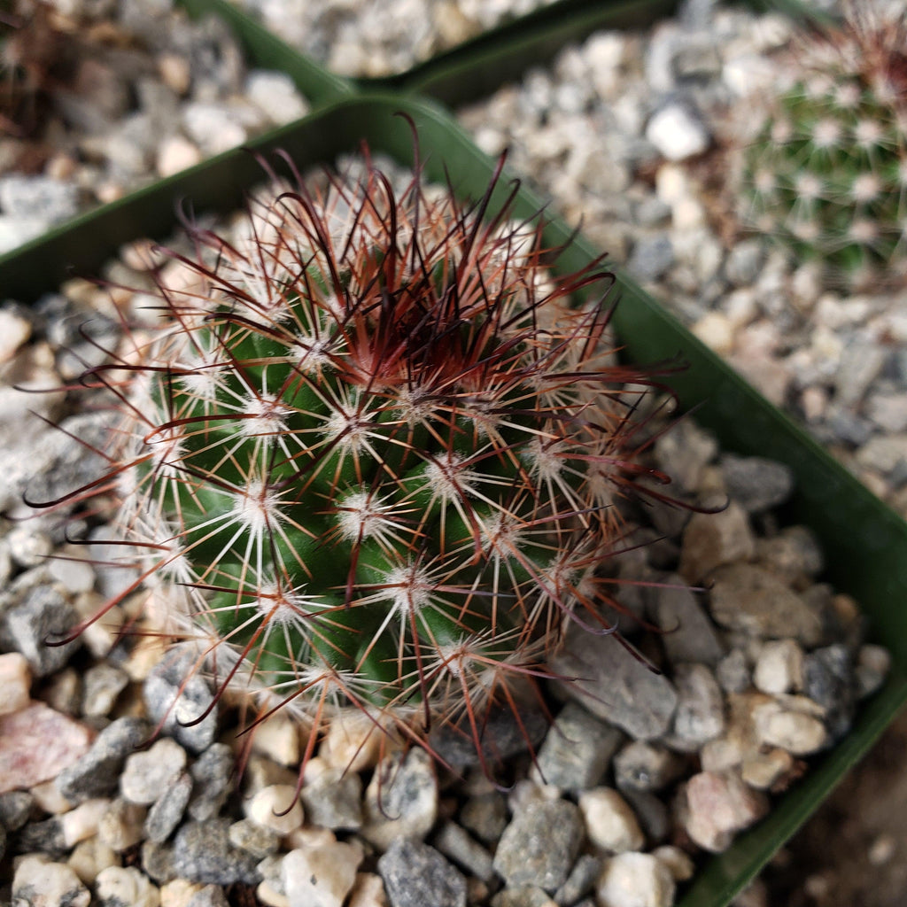 Mammillaria tenango del valle