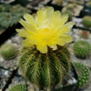 Notocactus warasii