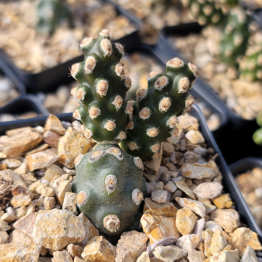 Tephrocactus molinensis