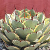 Variegated Butterfly Agave - Agave potatorum &