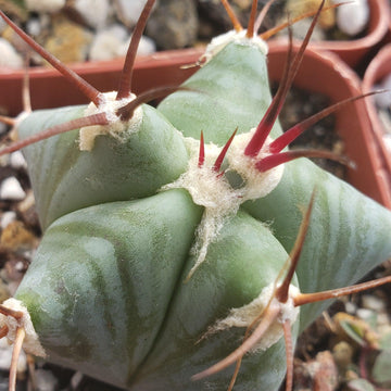 Echinocactus ingens Large Barrel Cactus | Planet Desert