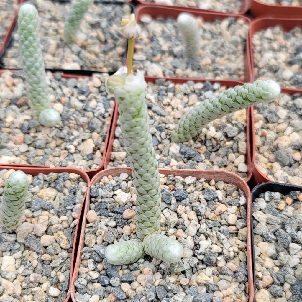 Avonia papyracea namaensis