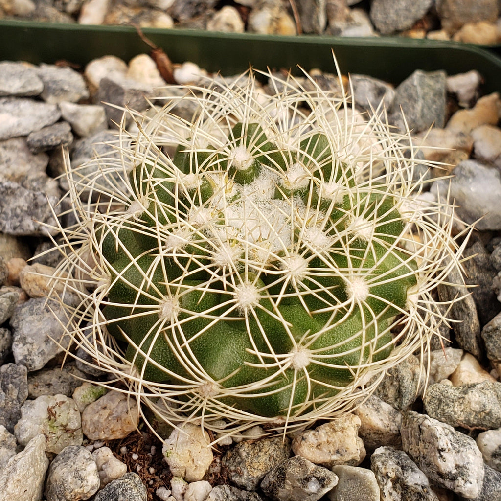 Discocactus arneispinus