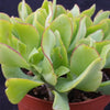 Ripple Jade - Crassula arborescens &