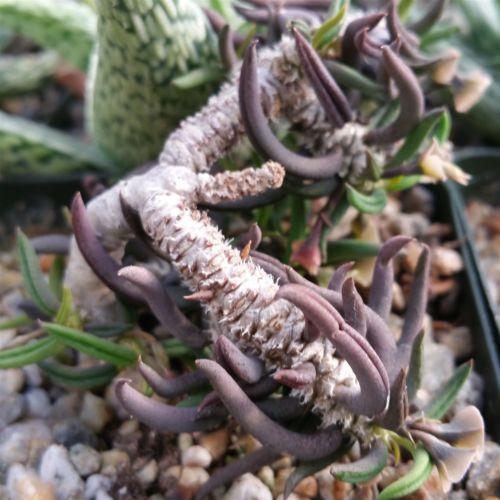 Euphorbia cilindrifolia tuberifera