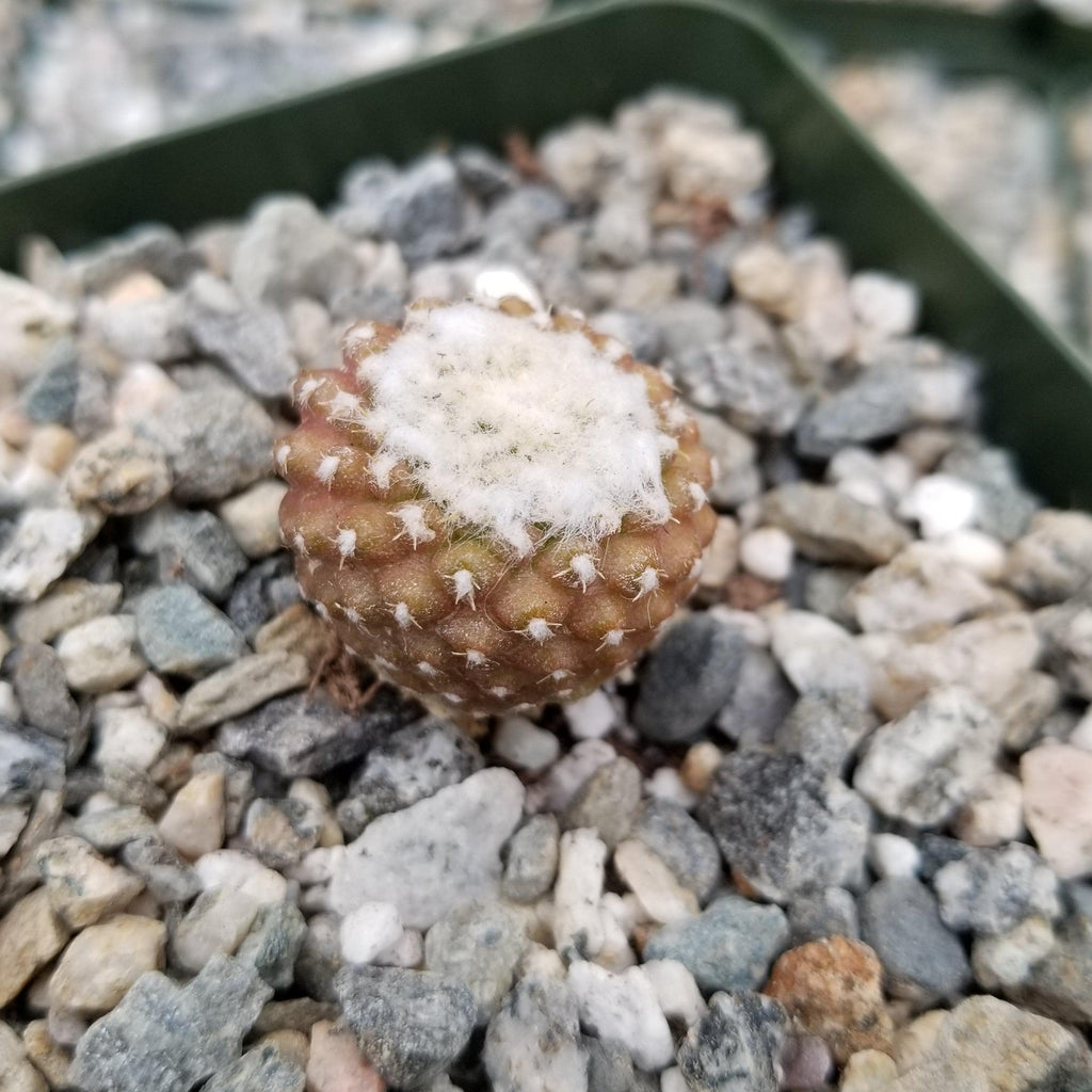 Copiapoa Laui