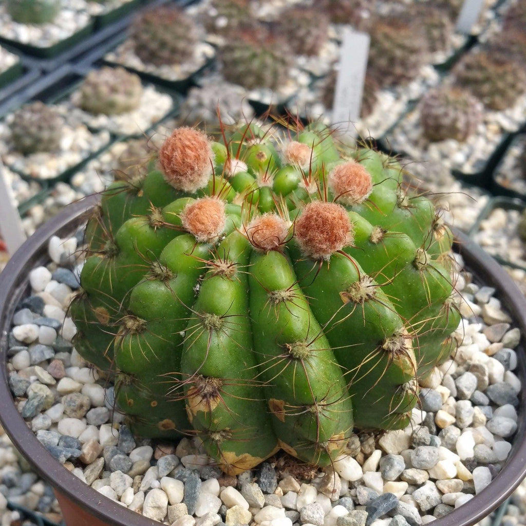 Notocactus ottonis wigginsia nothohorstii