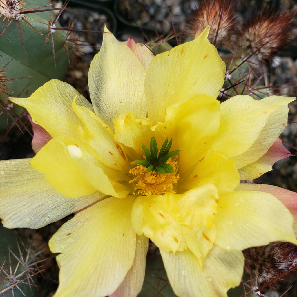 Echinocereus subinermis v. luteus