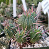 Euphorbia ferox