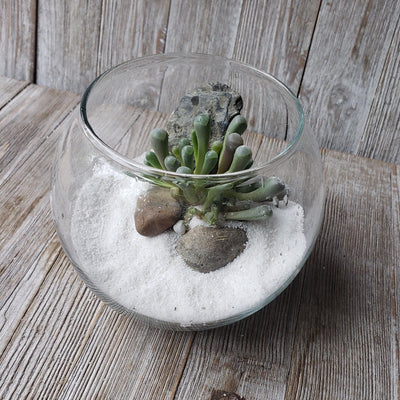 DIY succulent glass globe terrarium