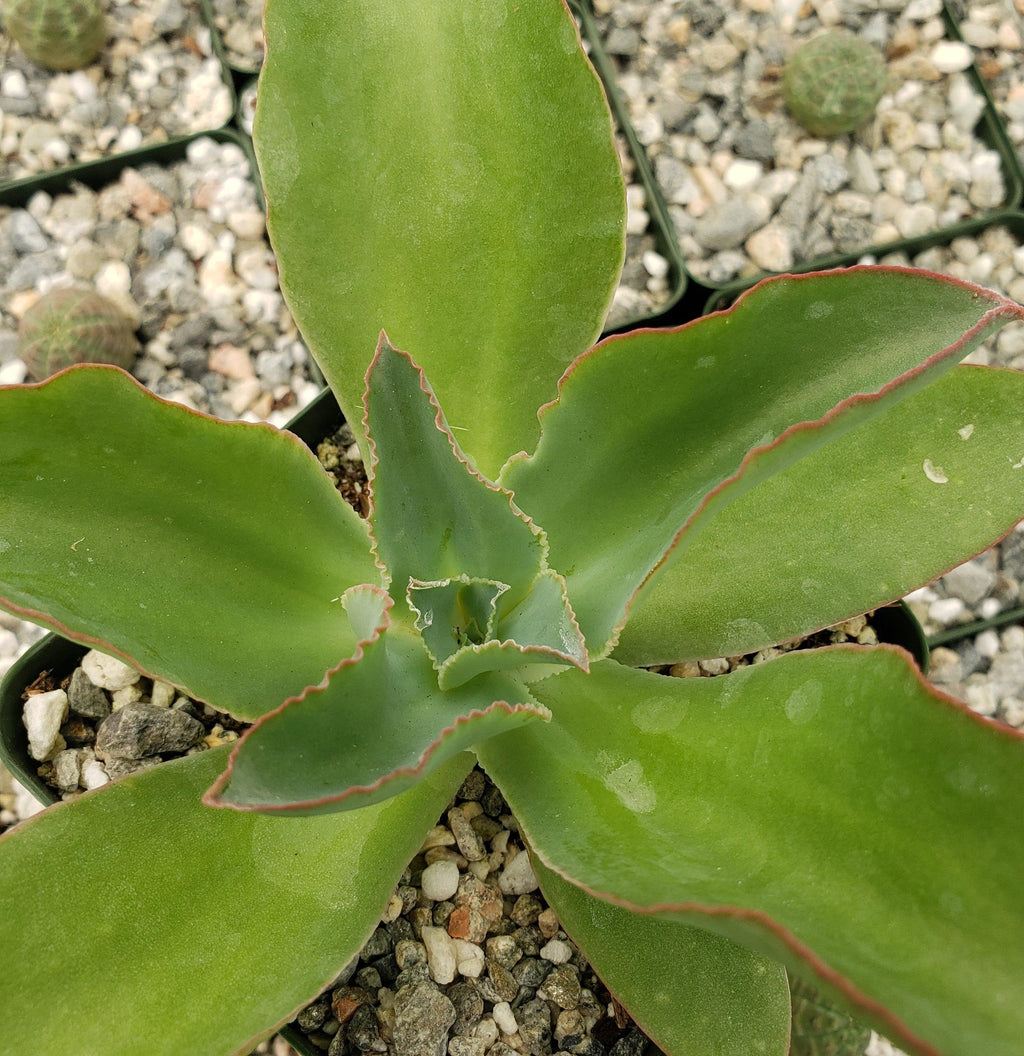 Echeveria subrigida