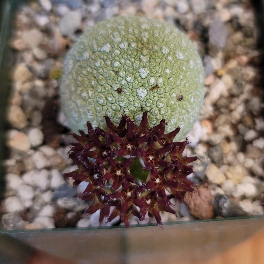 Pseudolithos migiurtinus