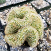 Brain Cactus - Mammillaria Elongata Cristata