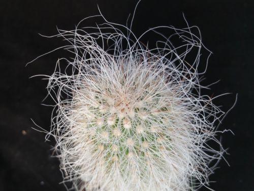 Echinocereus delaetii