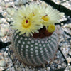 Notocactus or Parodia scopa