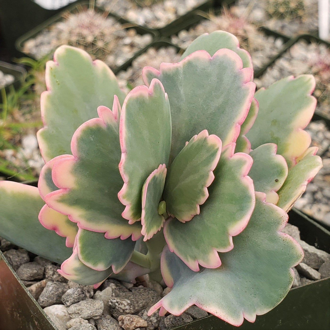 succulent with scalloped edges Shop 'Kalanchoe fedtschenkoi variegata' Care and Growing Guide