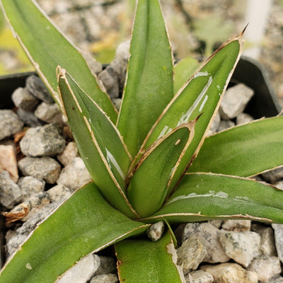 Agave victoria reginae variegata