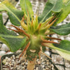 Euphorbia vigueri capuroniana