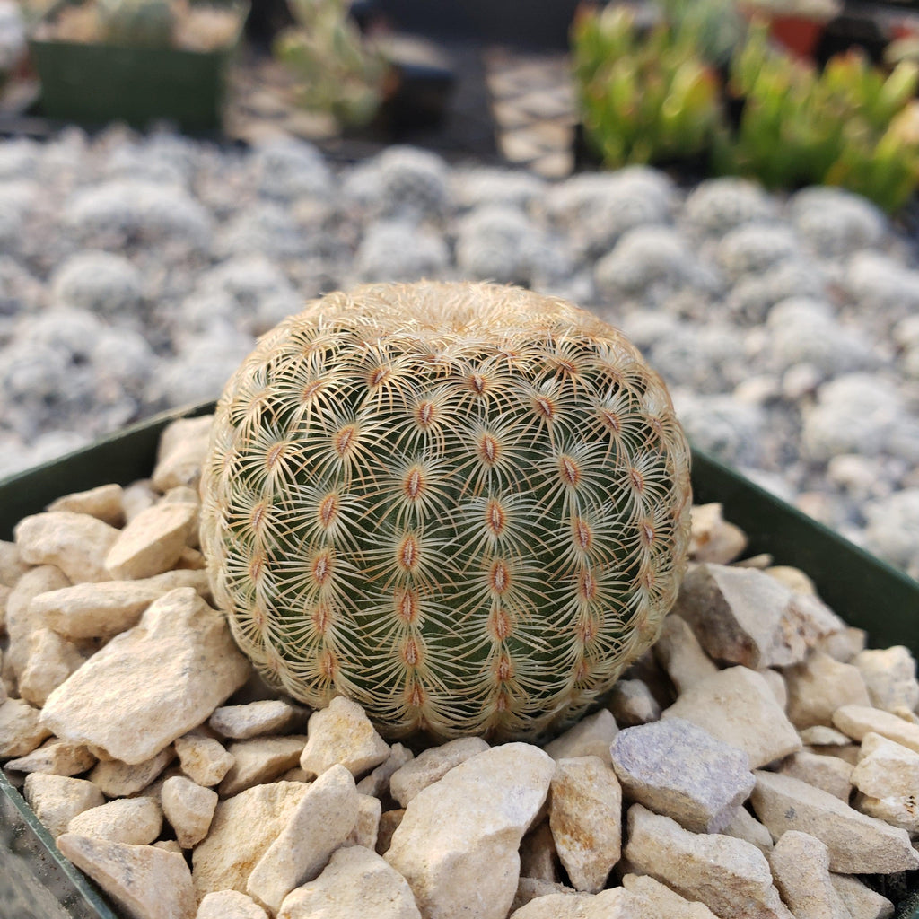 Echinocereus albiflora
