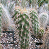 Echinocereus brandegeei