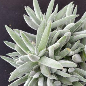 Crassula Mesembryanthemoides