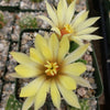 Mammillaria sphaerica