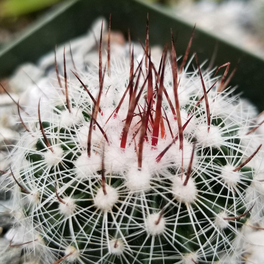 Stenocactus lloydii