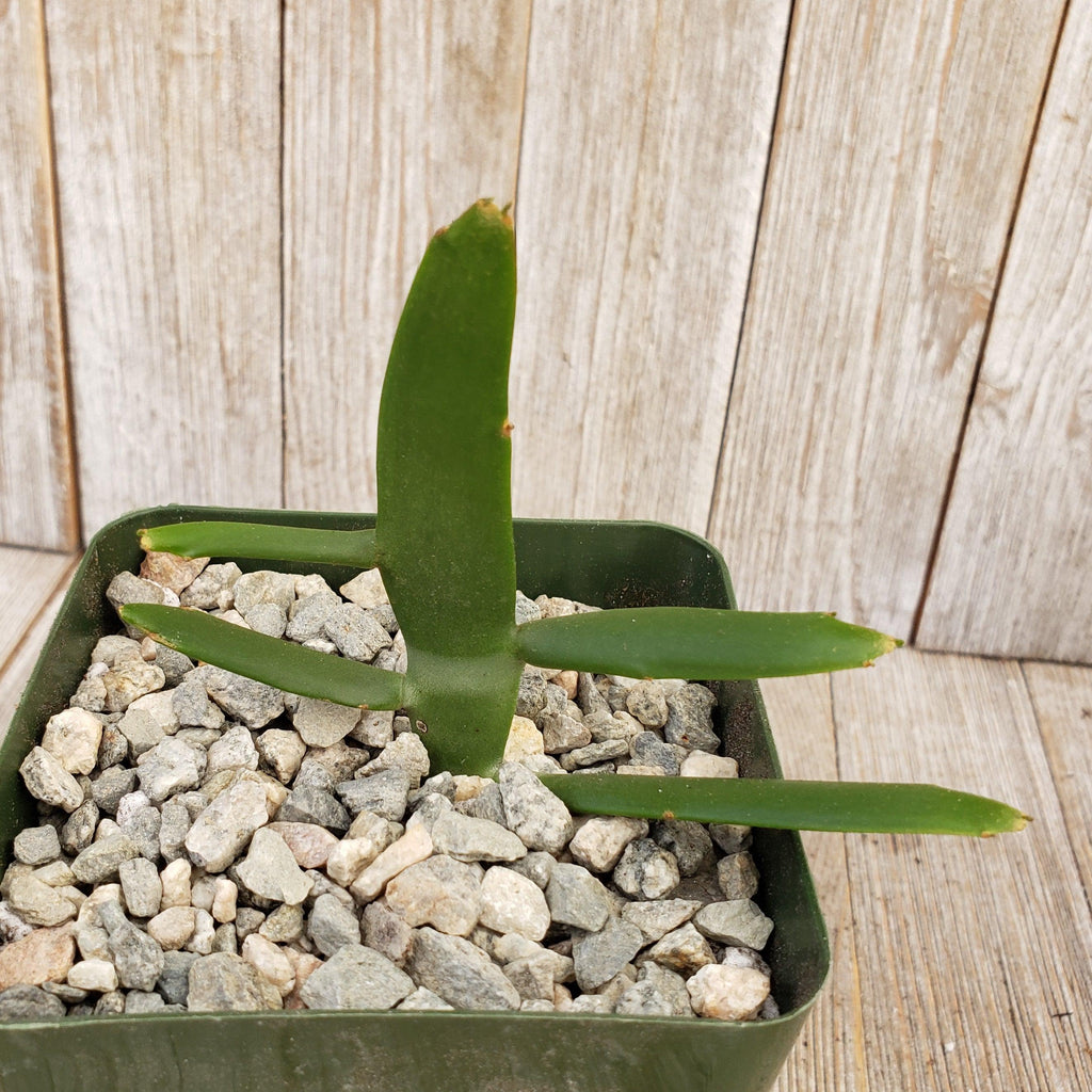 Euphorbia xylophylloides