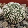 Astrophytum asterias Superkabuto