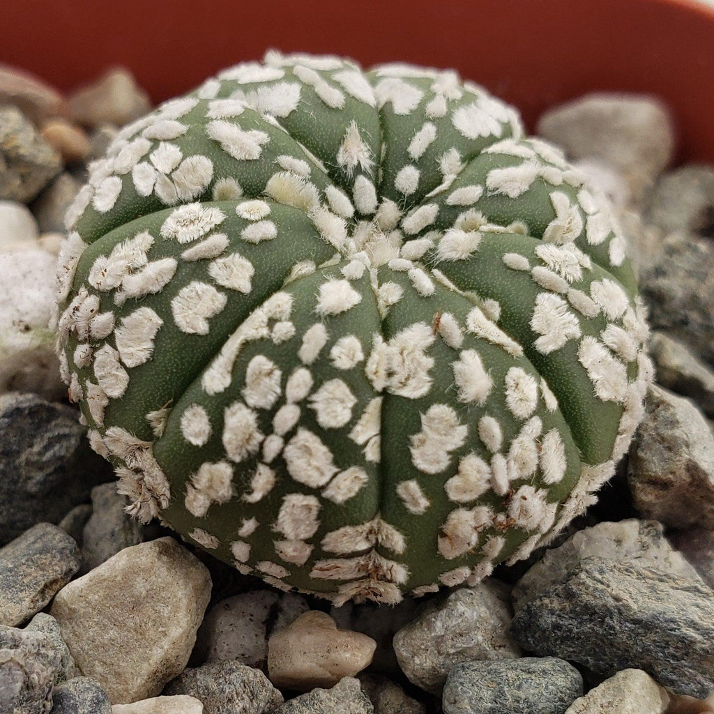 Astrophytum asterias Superkabuto