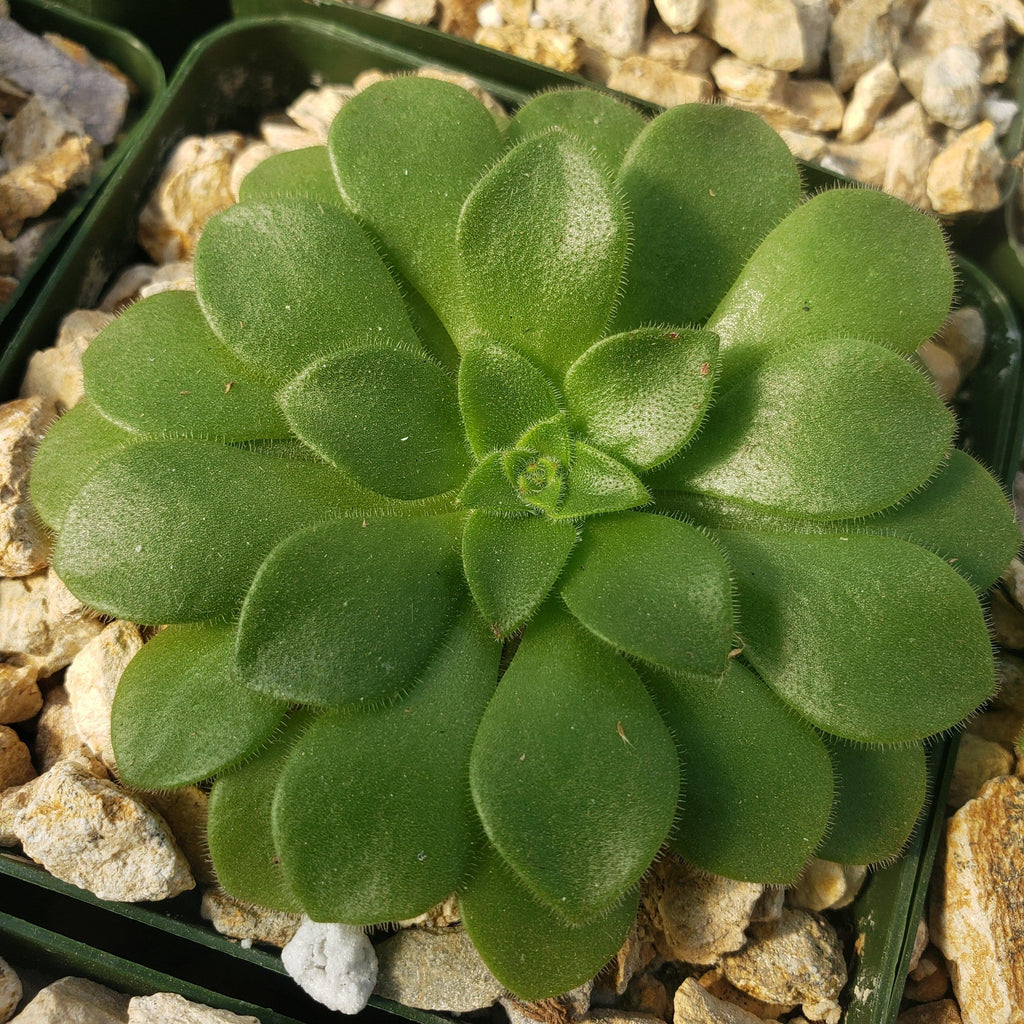 Aeonium pseudotabuliforme Green Platters