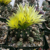 Gymnocalycium dopianum