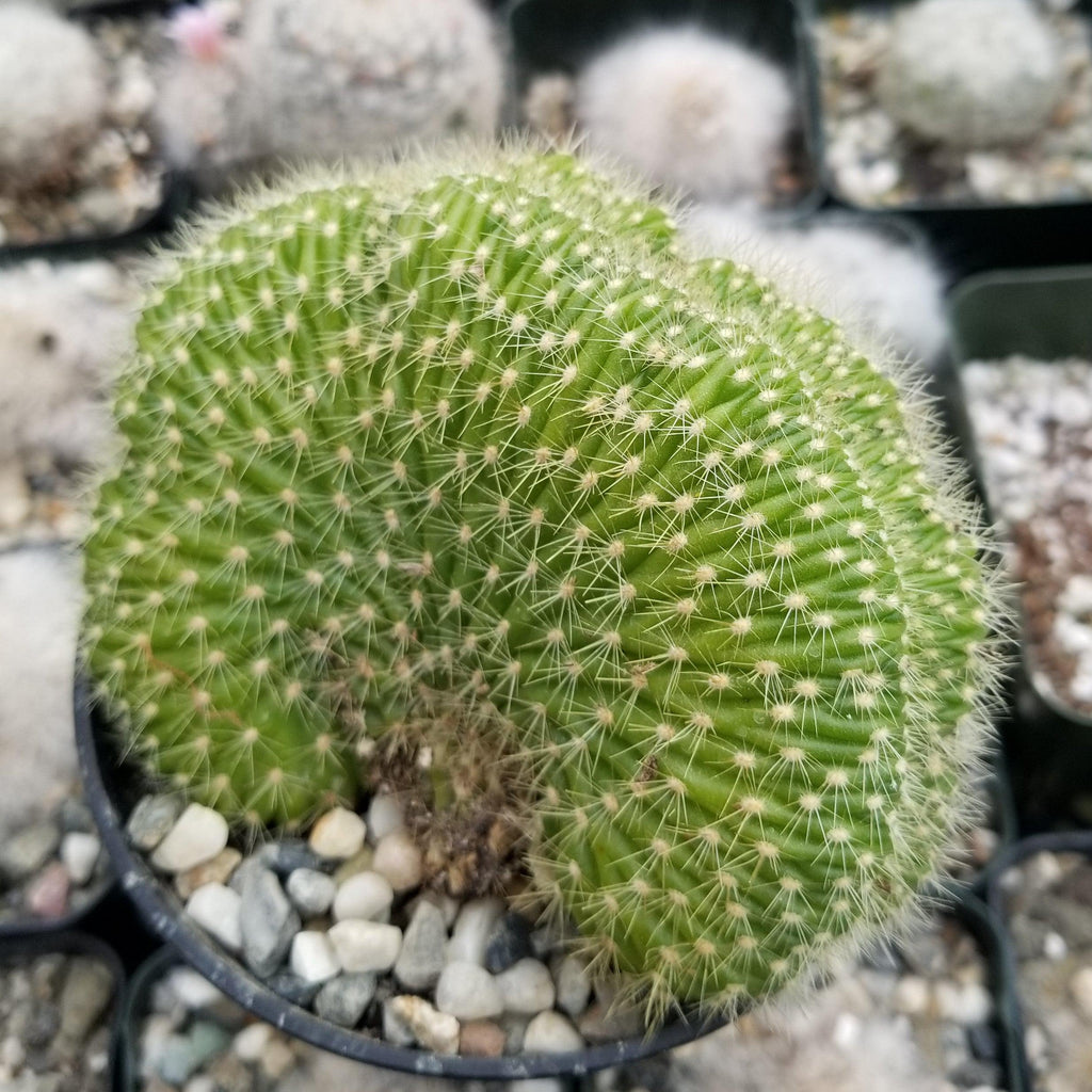 Trichocereus huascha cristata