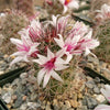 Mammillaria fraileana