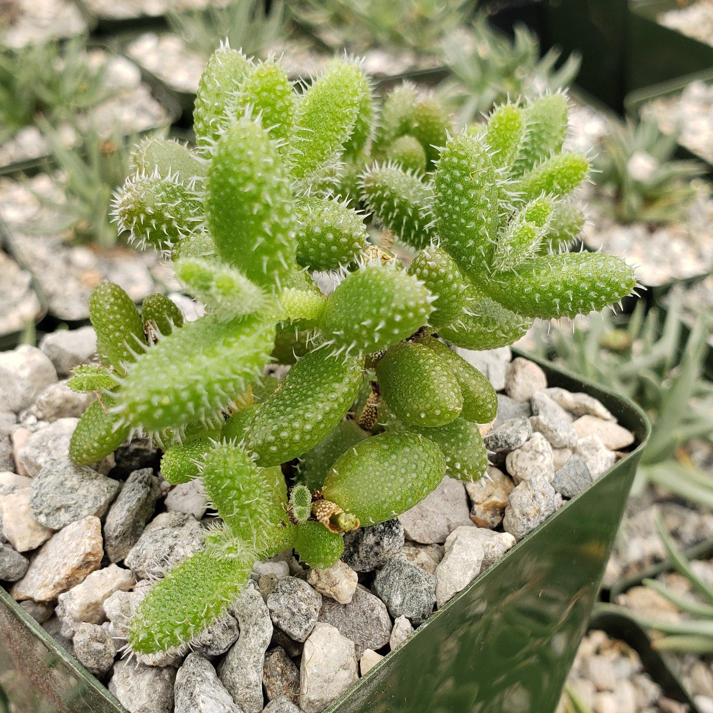 Delosperma echinatum Pickle Plant