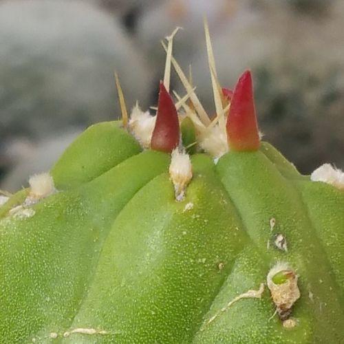 Austrocylindropuntia subulata monstrose cutting