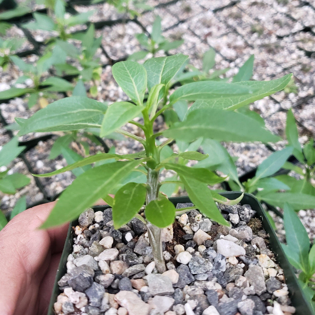 Fouquieria macdougalii