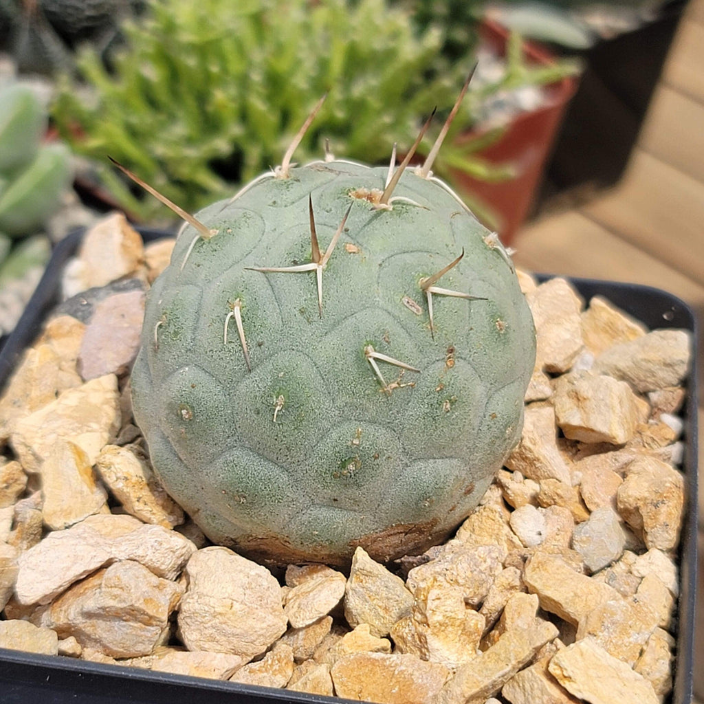 tephrocactus geometricus alexanderi