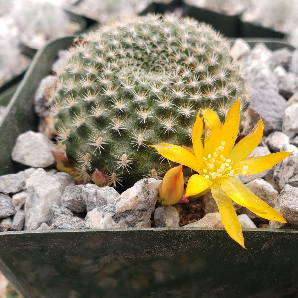Rebutia minuscula