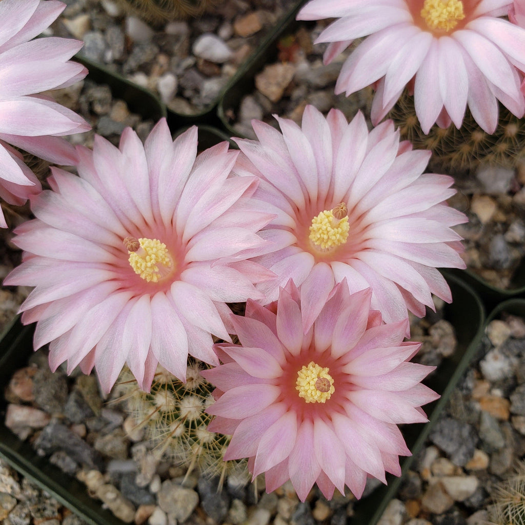 Notocactus gutierezii