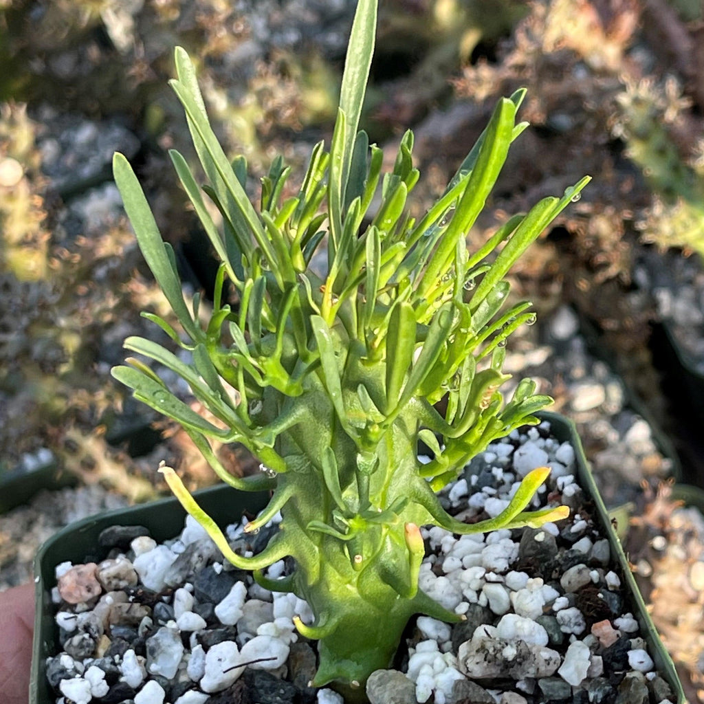 Euphorbia fasciculata schoenlandii