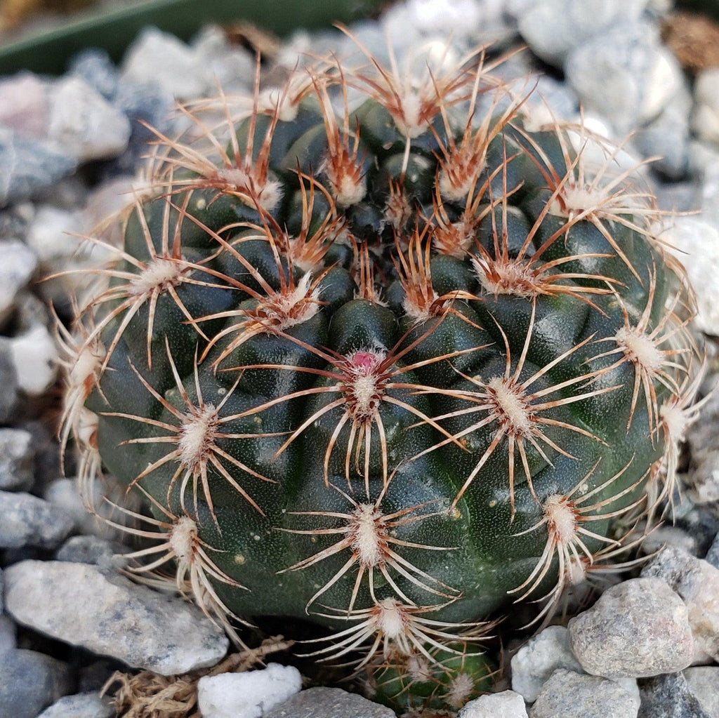 Gymnocalycium mesopotamicum