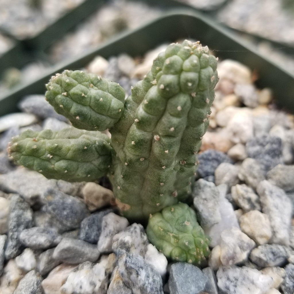 Echidnopsis cereiformis