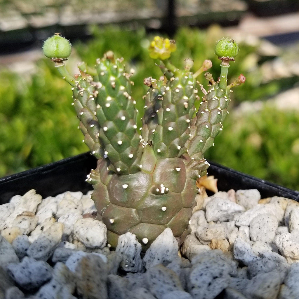 Euphorbia gamkaensis