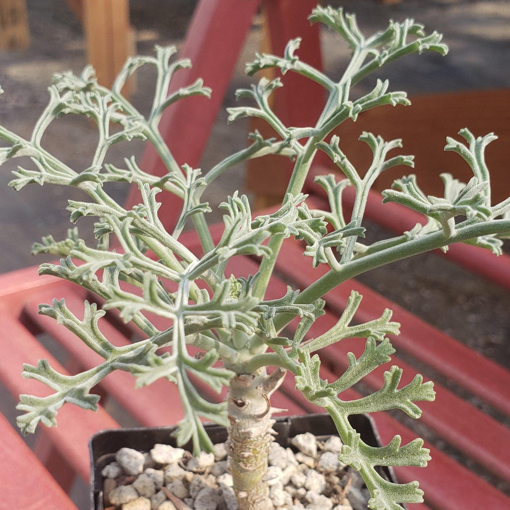 Pelargonium paniculatum