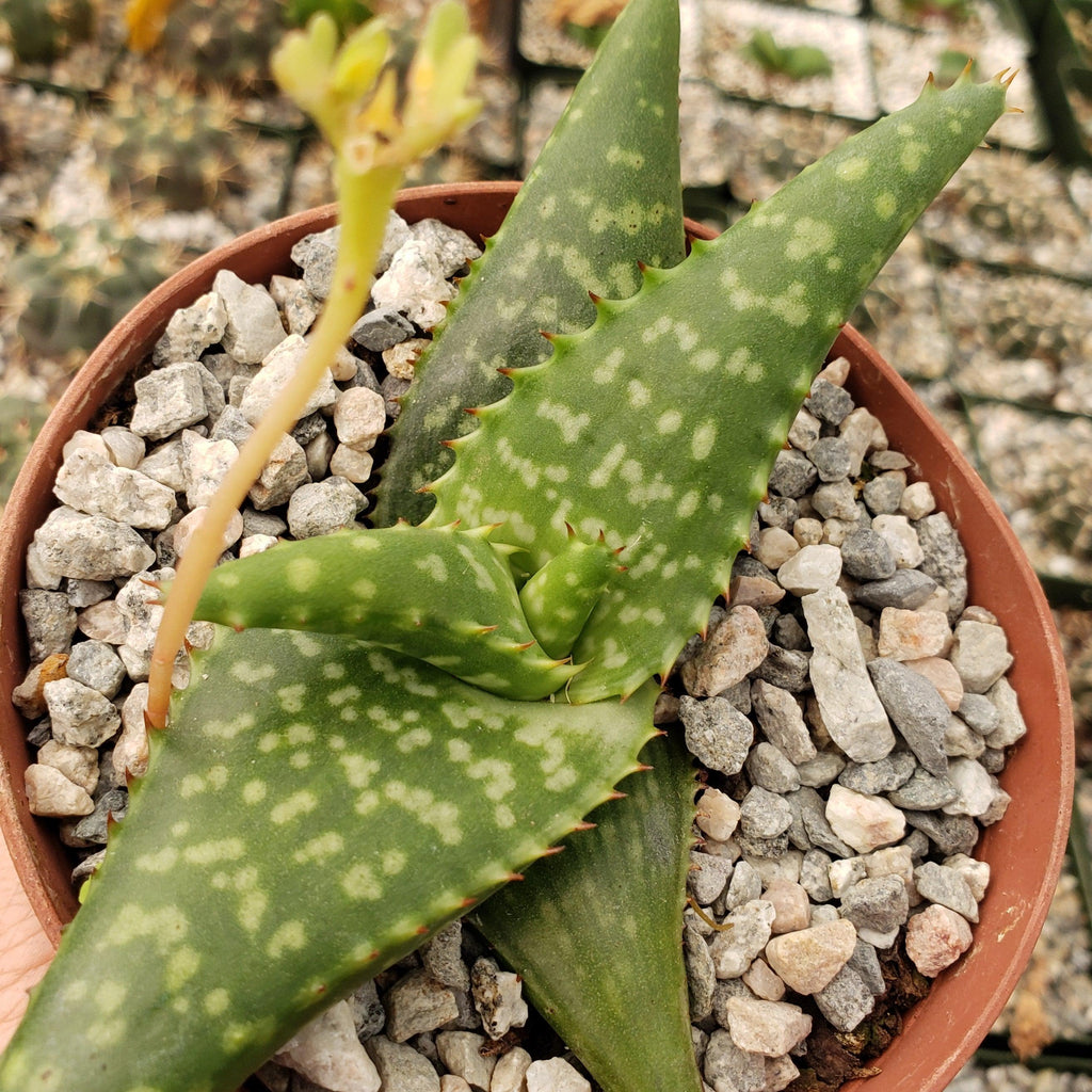 Aloe greatheadii davyana
