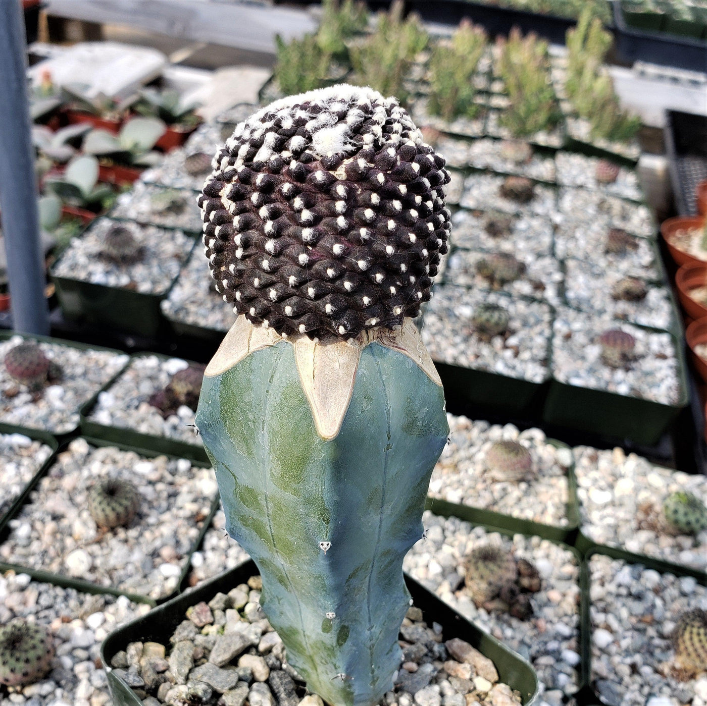 Copiapoa tenuissima grafted Large