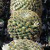 Mammillaria shiedeana